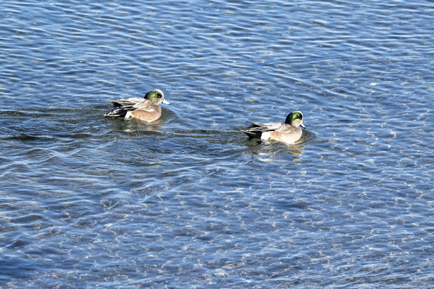 Two ducks are on the water, with green feathers that wrap around their head.